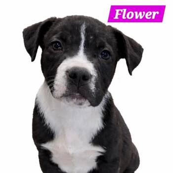 Pit Bull Terrier and Labrador Retriever Dogs Available for Adoption in South Elgin, Illinois - Flower | PetCurious