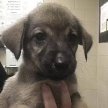 Artichoke -  German Shepherd Dog and Mixed Breed Dog for Adoption in Tomah, Wisconsin - Artichoke | PetCurious