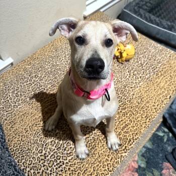 Hallie -  Labrador Retriever and Yellow Labrador Retriever Dog for Adoption in Corpus Christi, Texas - Hallie | PetCurious