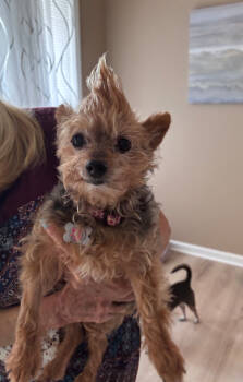 Rescue Yorkshire Terrier Dogs for Adoption in Holly Springs, North Carolina - Fancy | PetCurious