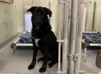 Rescue Mixed Breed Dogs for Adoption in Durham, North Carolina - Allie Gator | PetCurious