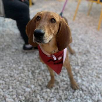 American Foxhound and Mixed Breed Dogs Available for Adoption in Savannah, Georgia - Rodneisha | PetCurious