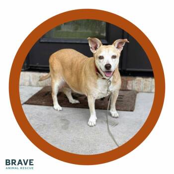 Potato -  Mixed Breed Dog for Adoption in Lincoln, Nebraska - Potato | PetCurious