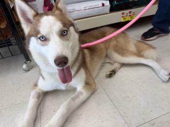 Honey -  Siberian Husky Dog for Adoption in Carrollton, Texas - Honey | PetCurious