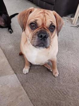 Abby -  Pug and Beagle Dog for Adoption in Sebastian, Florida - Abby | PetCurious