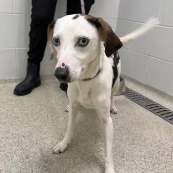 Miss Kay (Katie) -  Mixed Breed Dog for Adoption in Gloucester, Virginia - Miss Kay (Katie) | PetCurious
