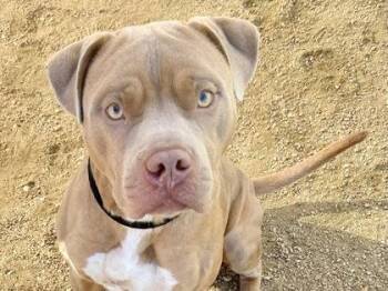 Rescue Mixed Breed Dogs for Adoption in Georgetown, Texas - Ike | PetCurious