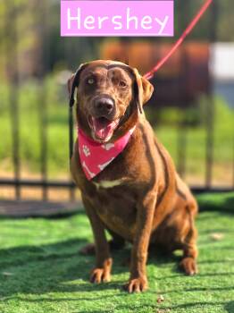 Hershey -  Chocolate Labrador Retriever Dog for Adoption in Walthill, Nebraska - Hershey | PetCurious