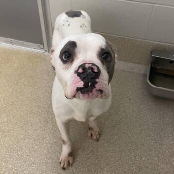 Weston -  Pit Bull Terrier and Mixed Breed Dog for Adoption in Bristol, Indiana - Weston | PetCurious