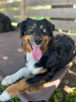 1167 Cordelia -  Australian Shepherd Dog for Adoption in Ringwood, Illinois - 1167 Cordelia | PetCurious