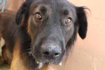 ALDEN -  Mixed Breed Dog for Adoption in Columbia, South Carolina - ALDEN | PetCurious