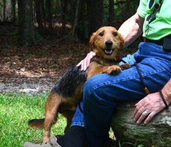 Little D -  Terrier Dog for Adoption in Willingboro, New Jersey - Little D | PetCurious