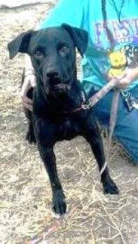 Black Labrador Retriever Dogs Available for Adoption in Olympia, Washington - MARLEY | PetCurious