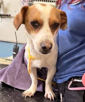 Parson Russell Terrier Dogs Available for Adoption - COWBOY | PetCurious