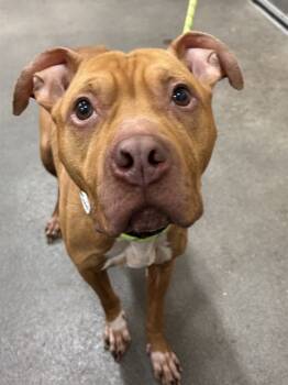 Rescue Terrier Dogs for Adoption - BRI | PetCurious