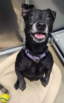 Chihuahua and Terrier Dogs Available for Adoption in Manassas, Virginia - EDDIE | PetCurious