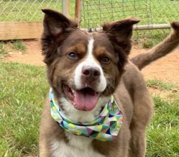 Peanut Butter $25 -  Spaniel and Mixed Breed Dog for Adoption in Seneca, South Carolina - Peanut Butter $25 | PetCurious