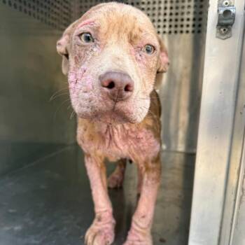 Mixed Breed Dogs Available for Adoption in Binghamton, New York - Wiggles | PetCurious