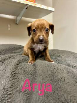 Husky Dogs Available for Adoption in West Union, Ohio - Arya | PetCurious