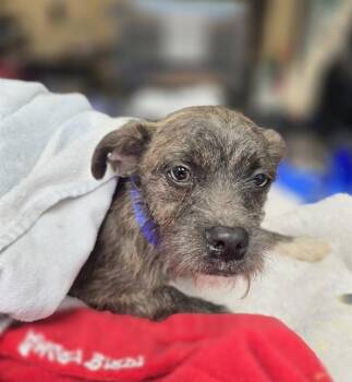 GRISECITO -  French Bulldog and Poodle Dog for Adoption in Chula Vista, California - GRISECITO | PetCurious