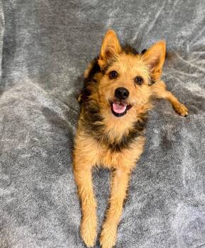 Huck -  Cairn Terrier Dog for Adoption in Wichita Falls, Texas - Huck | PetCurious