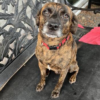 Mixed Breed Dogs Available for Adoption -  Giddy | PetCurious
