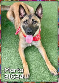 MARTA (also see BERTIE) -  Belgian Shepherd Malinois Dog for Adoption in Marietta, Georgia - MARTA (also See BERTIE) | PetCurious
