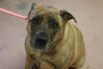 KIWI -  Mixed Breed Dog for Adoption in Columbia, South Carolina - KIWI | PetCurious