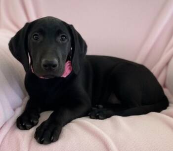 Luna -  Labrador Retriever Dog for Adoption in Grant, Alabama - Luna | PetCurious