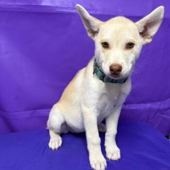 Limon -  Australian Shepherd and Mixed Breed Dog for Adoption in North Myrtle Beach, South Carolina - Limon | PetCurious
