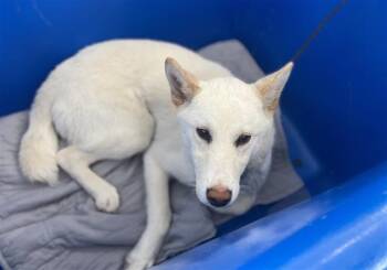 Mixed Breed Dogs Available for Adoption - PONGO | PetCurious