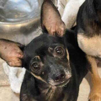 Trixie -  Chihuahua Dog for Adoption in Springfield, Missouri - Trixie | PetCurious