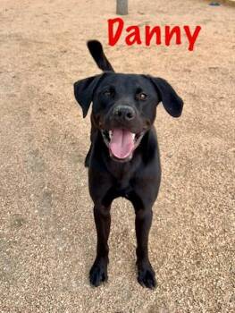 Black Labrador Retriever Dogs Available for Adoption in Boerne, Texas - Danny | PetCurious