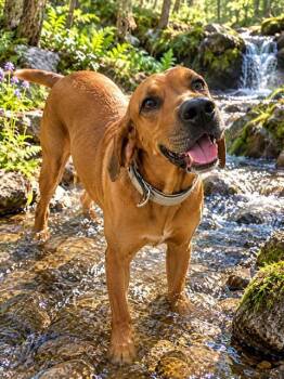 BO -  English Coonhound Dog for Adoption in Globe, Arizona - BO | PetCurious