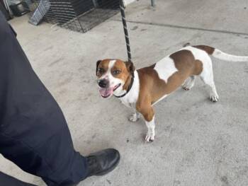 DEAN WINCHESTER -  Beagle and Mixed Breed Dog for Adoption in Texas City, Texas - DEAN WINCHESTER | PetCurious