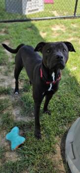 Beetle -  Pit Bull Terrier Dog for Adoption in Shepherdsville, Kentucky - Beetle | PetCurious