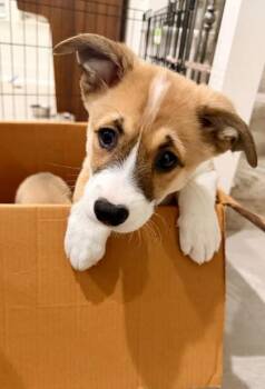 Prosciutto -  Cardigan Welsh Corgi and Mixed Breed Dog for Adoption in Pleasanton, California - Prosciutto | PetCurious
