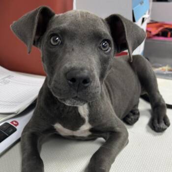Morocco -  Pit Bull Terrier and Mixed Breed Dog for Adoption in Griswold, Connecticut - Morocco | PetCurious