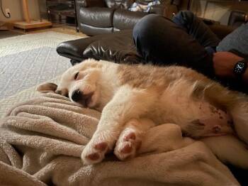 Husky Dogs Available for Adoption - Fats / Red | PetCurious