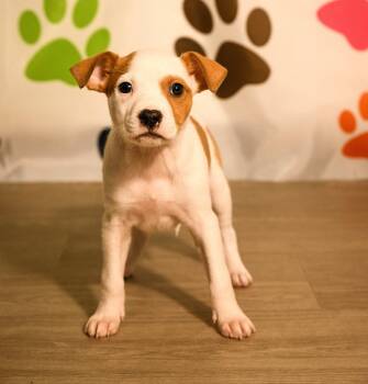 Australian Cattle Dog Blue Heeler Dogs Available for Adoption in Brooklyn Center, Minnesota - Darragh * | PetCurious