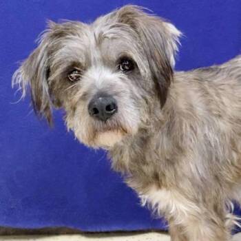 Palm Pilot -  Terrier Dog for Adoption in Fort Davis, Texas - Palm Pilot | PetCurious