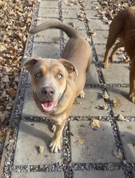 Nacho -  Labrador Retriever Dog for Adoption in North Freedom, Wisconsin - Nacho | PetCurious