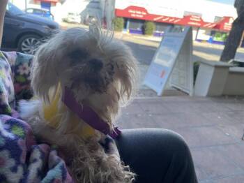 Maltese Dogs Available for Adoption - A527659 | PetCurious