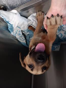 Labrador Retriever and German Shepherd Dog Dogs Available for Adoption in Houston, Texas - A655726 | PetCurious
