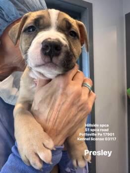 Presley -  Pit Bull Terrier Dog for Adoption in Pottsville, Pennsylvania - Presley | PetCurious