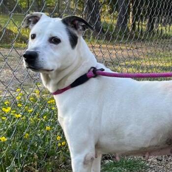 Pinky -  Cattle Dog and Labrador Retriever Dog for Adoption in Naperville, Illinois - Pinky | PetCurious