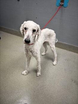 Rescue Poodle Dogs for Adoption in Las Vegas, Nevada - EINSTEIN | PetCurious