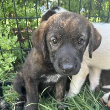Penny -  Mixed Breed Dog for Adoption in Austin, Texas - Penny | PetCurious