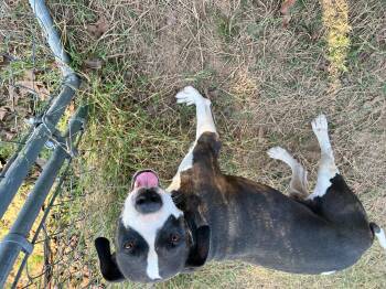 Rescue Pit Bull Terrier Dogs for Adoption in Zimmerman, Minnesota - Clyde | PetCurious