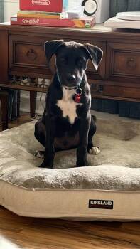 Waffles (m) -  Labrador Retriever Dog for Adoption in Nashville, Tennessee - Waffles (m) | PetCurious